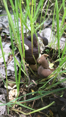 Helvella monachella