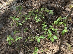 Frangula betulifolia