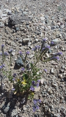 Phacelia crenulata