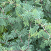 Acacia farnesiana