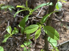 Frangula betulifolia