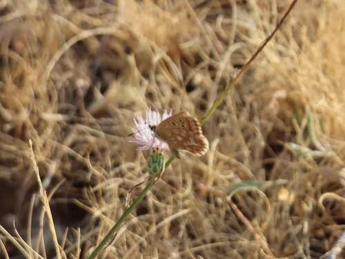 Southern Brown Argus