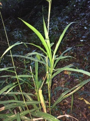 Panicum deustum