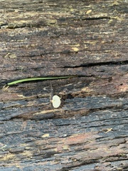Panellus pusillus