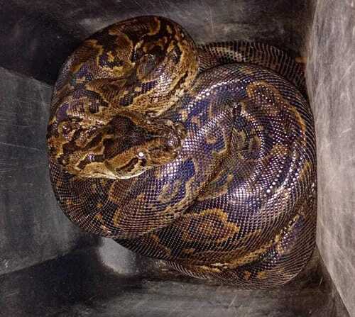Southern African Python