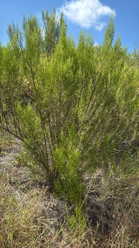 Baccharis neglecta, photograph 4