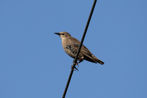 European Starling