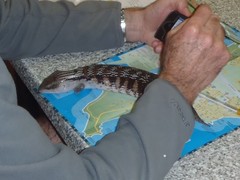 Tiliqua scincoides intermedia