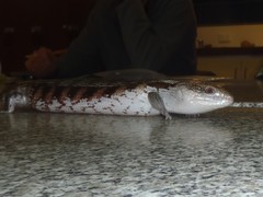 Tiliqua scincoides intermedia