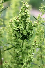 Rumex patientia orientalis