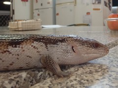 Tiliqua scincoides intermedia