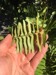 Polystichum imbricans curtum