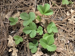 Fragaria vesca bracteata