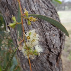 Eucalyptus odorata