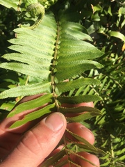 Polystichum imbricans curtum