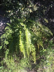 Polystichum imbricans curtum