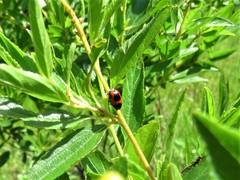 Cryptocephalus notatus