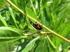 Cryptocephalus notatus