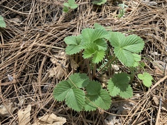 Fragaria vesca bracteata
