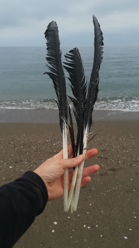 Plume de Cigogne blanche
