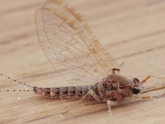 Ephemeroptera