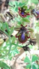 Ophrys speculum