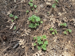 Fragaria vesca bracteata