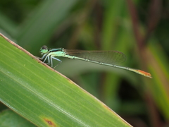 Agriocnemis femina oryzae
