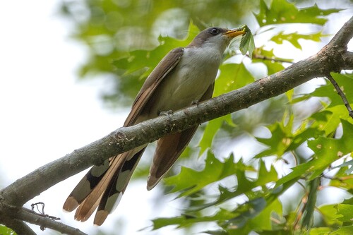 Yellow-billed Cuckoo observed by donaldasutherland