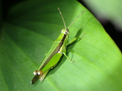 Gesonula punctifrons