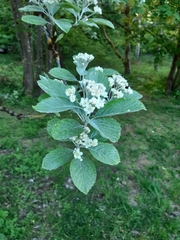 Karpatiosorbus latifolia