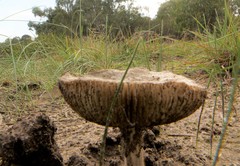 Amanita ochrophylla