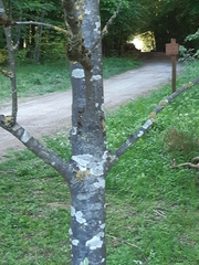 Karpatiosorbus latifolia