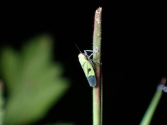 Nephotettix nigropictus