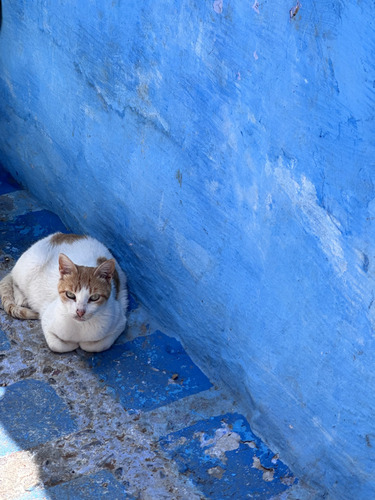Domestic Cat