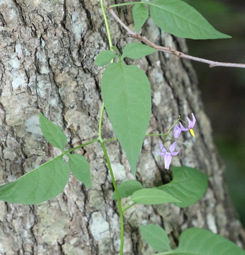 bittersweet nightshade