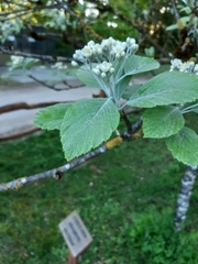 Karpatiosorbus latifolia
