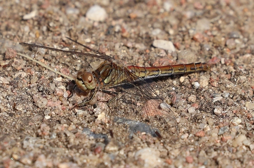 Vagrant Darter