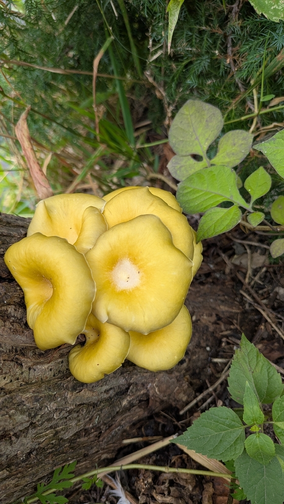 Golden Oyster Mushroom · August 2026 · photo: Photo: (c) Eric Schmidt, some rights reserved (CC BY) · iNaturalist