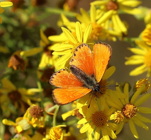 Scarce Copper