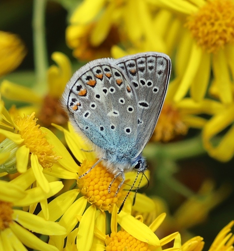 Common Blue