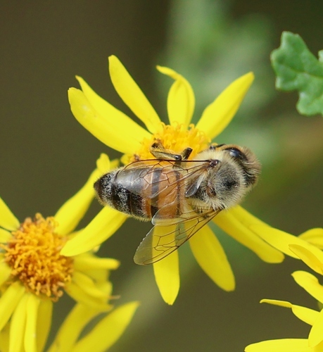 Western Honey Bee