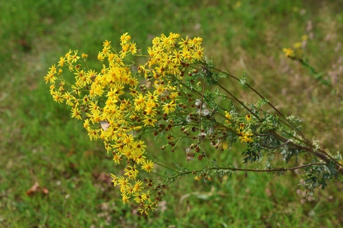 ragwort