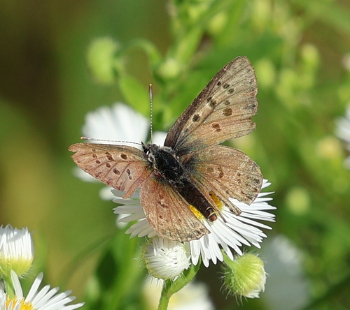 Sooty Copper