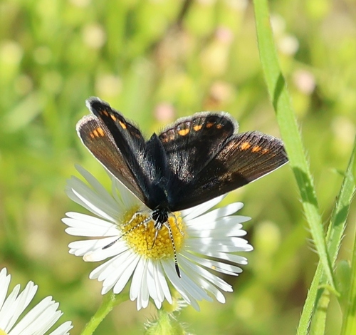 Common Blue