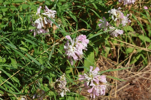 common soapwort
