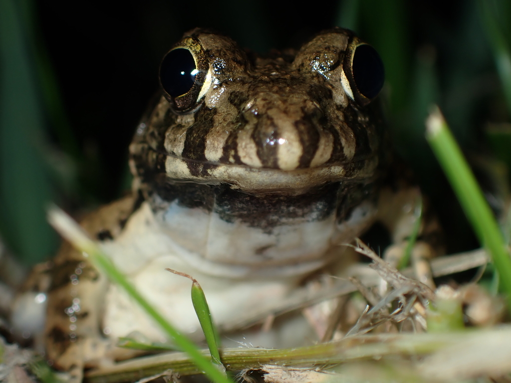 Hong Kong Rice Frog