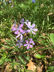 Phlox divaricata divaricata