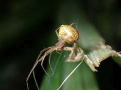 Tylorida striata