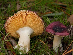 Russula turci